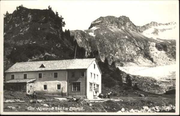 Mayrhofen Zillertal Alpenrose