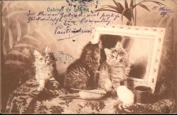 Katzen Spiegel Bürste