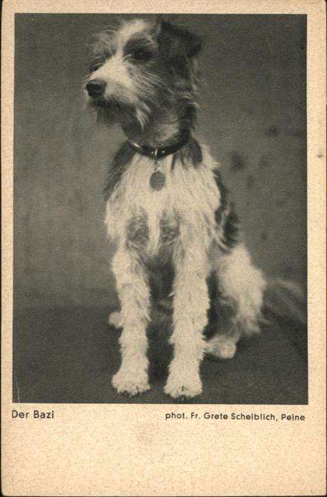 Hunde Der Bazi