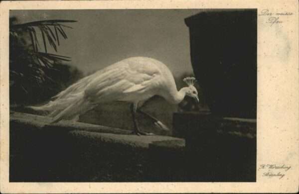 Voegel Pfau