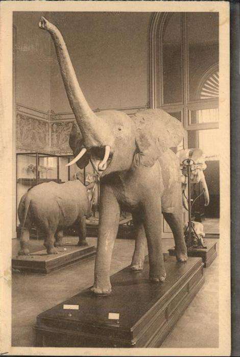 Dickhaeuter Elefanten Musee du Conge Belge