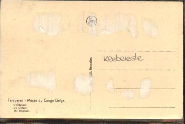 Dickhaeuter Elefanten Musee du Conge Belge – Bild 2