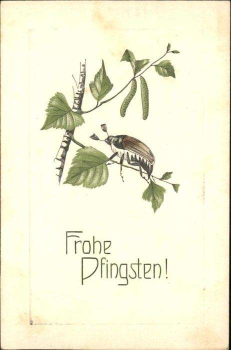 Maikaefer Cockchafer Hanneton Pfingsten