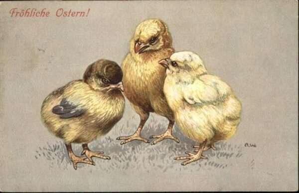 Gefluegel Ostern Küken