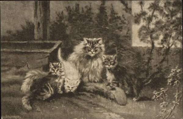 Katzen