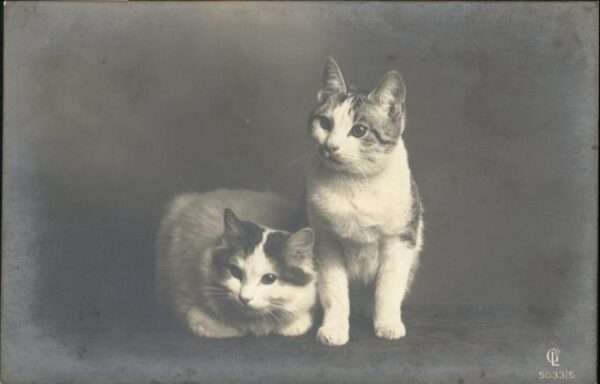 Katzen