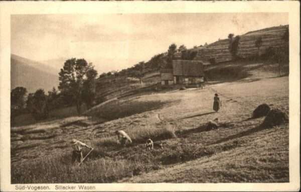 Grand Ballon Sillacker_Wasen Vogesen