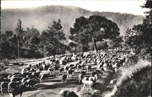 Bron Transhumance Troupeaux en route pur les