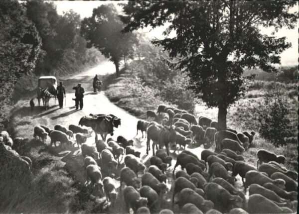 Bron Transhumance Troupeaux en route pur les