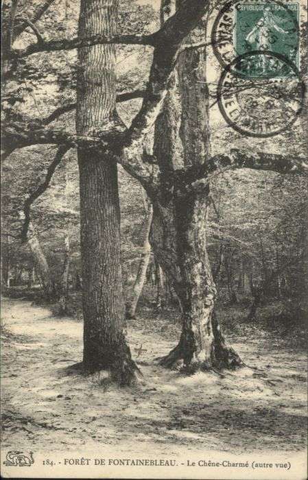 Fontainebleau Foret Chene-Charme