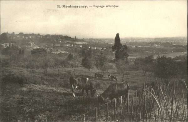 Montmorency Kühe