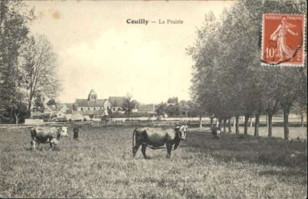 Couilly-Pont-aux-Dames Kühe Prairie