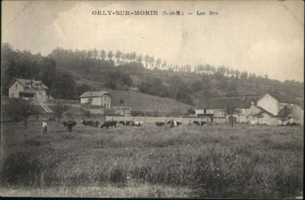 Orly-sur-Morin Les Bru Kühe