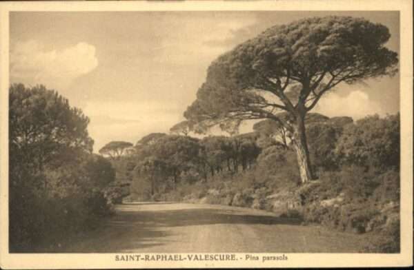 Saint-Raphael Var Saint-Raphael-Valescure Pins parasols