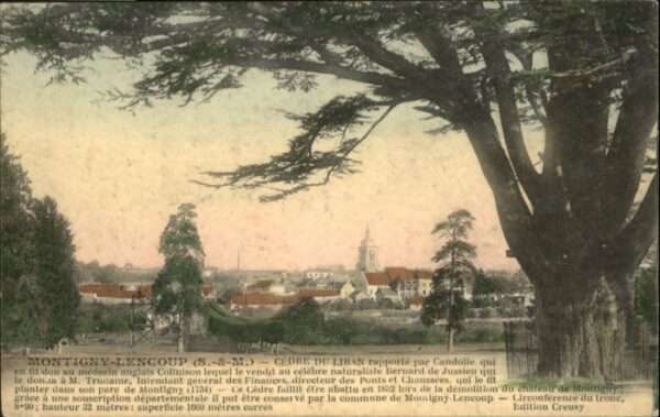 Montigny-Lencoup Cedre du Liban