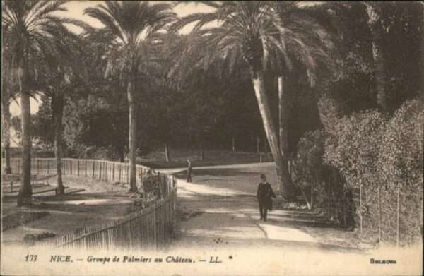 Nice Alpes Maritimes Nice Groupe de Palmiers au Chateau