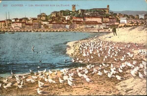 Cannes Alpes-Maritimes Cannes les Mouettes sur la plage