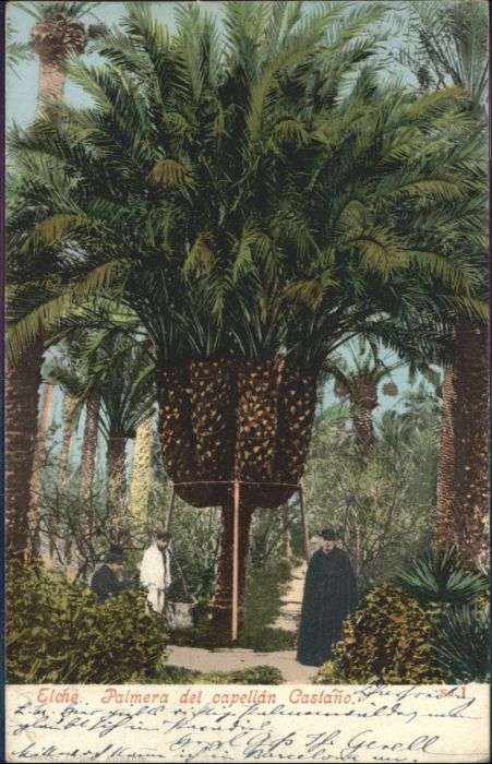 Elche Palmera Capellan Castano