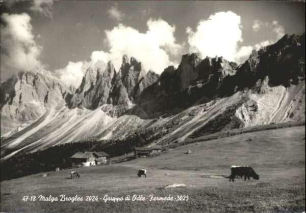 Brogles Gruppo Odle Fermede Kühe