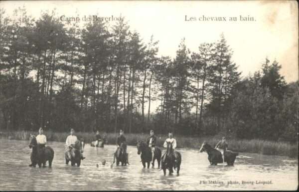 Beverloo Camp Chevaux Bain Pferd