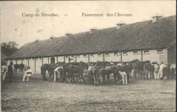 Beverloo Camp Pansement Chevaux Pferd