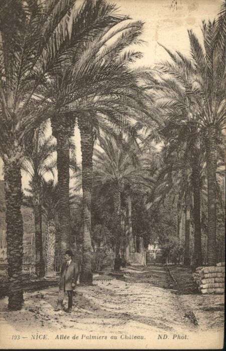Nice Alpes Maritimes Nice Allee de Palmiers au Chateau