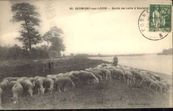 Germigny-sur-Loire Schafe