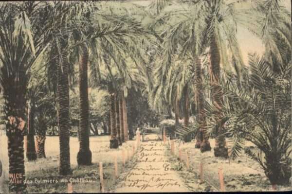 Nice Alpes Maritimes Nice Allee Palmiers Chateau