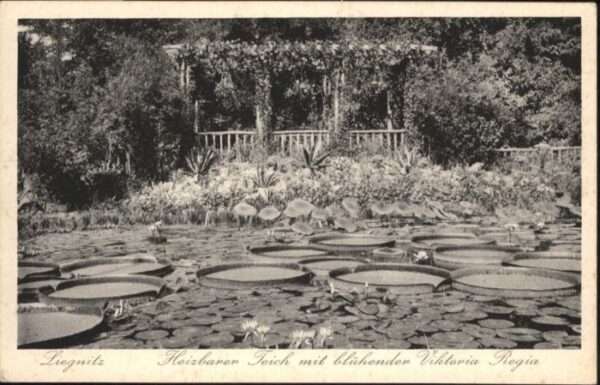Liegnitz Legnica Liegnitz Teich Viktoria Regia