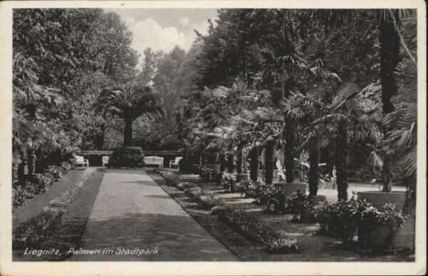 Liegnitz Legnica Liegnitz Palmen Stadtpark
