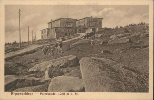 Peterbaude Kühe