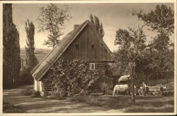 Tetschen-Bodenbach Boehmen Tetschen Kuh