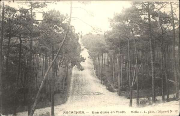 Arcachon Dune Foret