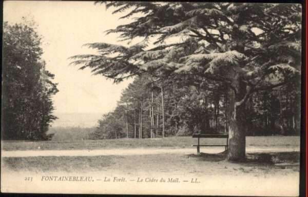 Fontainebleau Foret Cedre Mail