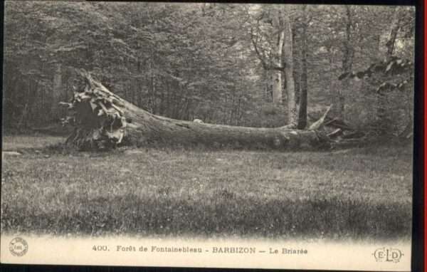 Fontainebleau Foret Barbizon Briaree