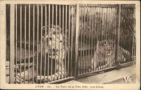 Lyon France Lyon Parc Tete d_Or Lions Löwe
