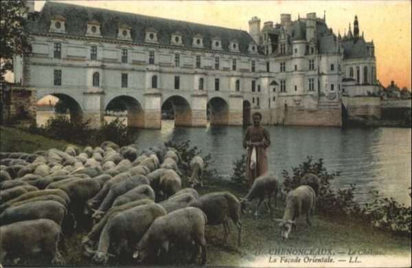 Chenonceaux Chateau Schafe