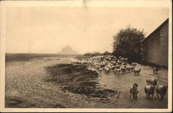 Le Mont-Saint-Michel Sales Schafe