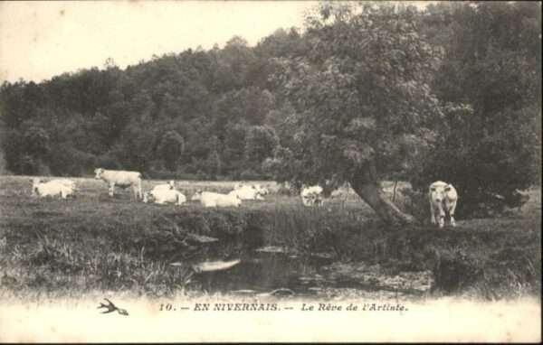 Nivernais Reve Artiste Kuh