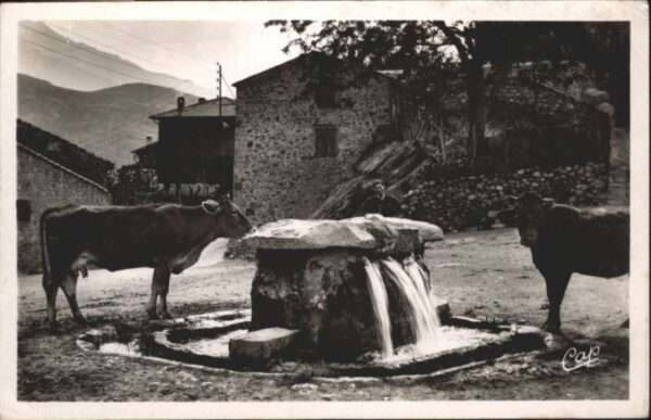 Vernet-les-Bains Brunnen Kühe