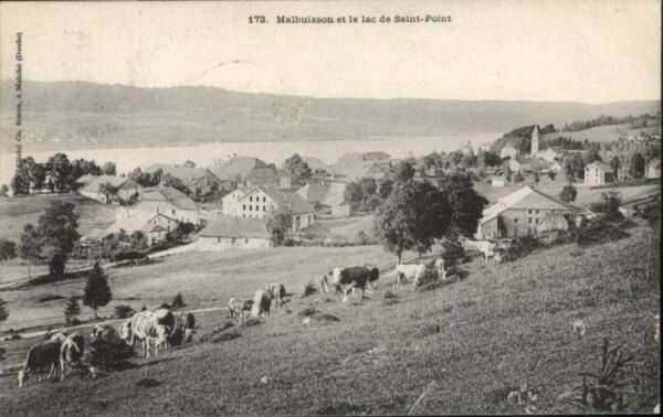 Malbuisson Saint Point Kühe
