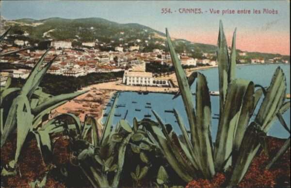 Cannes Alpes-Maritimes Cannes Vue prise Aloes