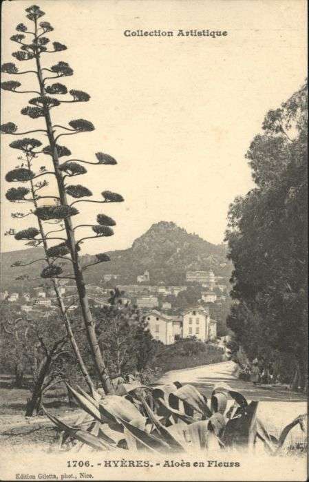 Hyeres Aloes en Fleurs