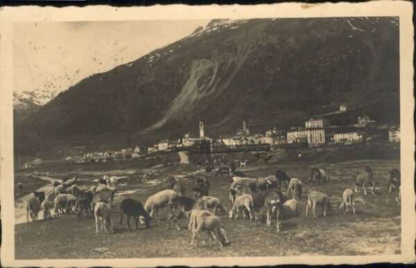 Samedan [Handschriftlich] Schafe