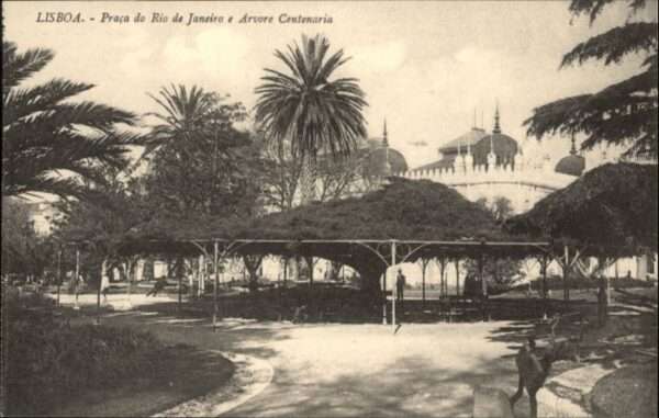 Lisboa Lissabon Praca Rio Janeiro Arvore Cente