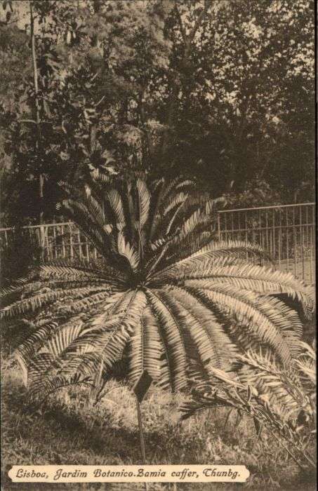 Lisboa Lissabon Jardim Botanico Tamia caffer