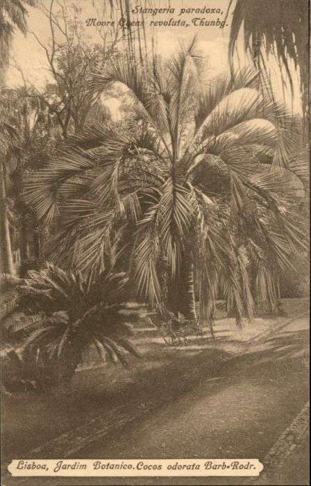 Lisboa Lissabon Botanico Cocos