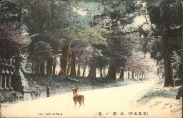 Nara Park