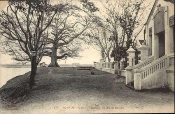 Vietri sul Mare Tonkin Avenue grand banian