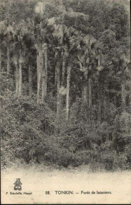 Tonkin Foret lataniers